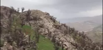 Baharın müjdecisi 'ağlayan gelin' fotoğraf tutkunlarının ilgisini çekiyor