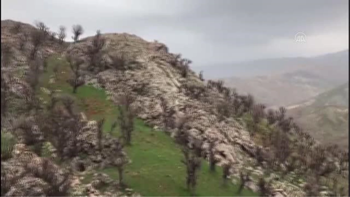 Baharın müjdecisi "ağlayan gelin" fotoğraf tutkunlarının ilgisini çekiyor