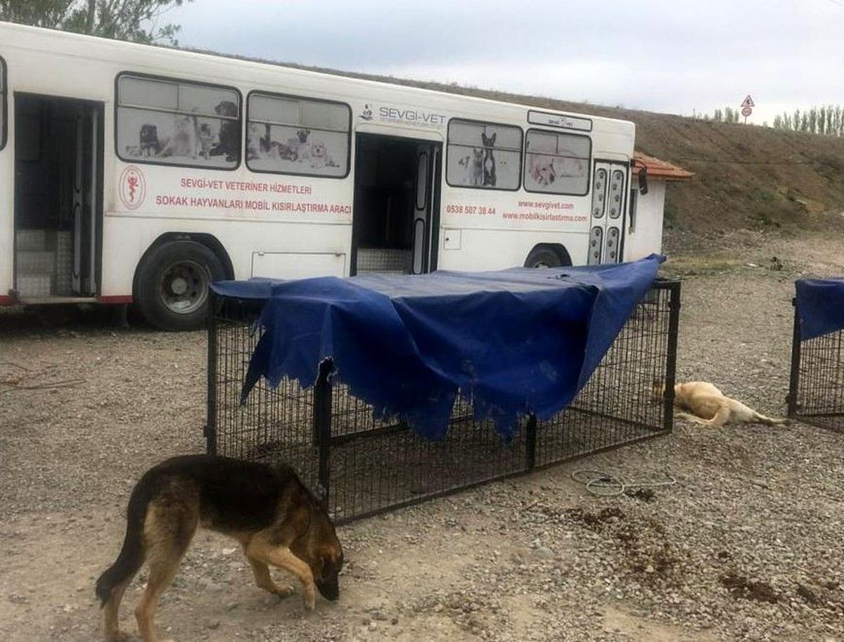 Bayat\'ta sokak hayvanları kısırlaştırılıyor