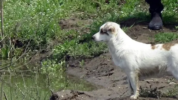 7 gündür haber alınamayan yaşlı adamın cansız bedeni bulundu! Beslediği sokak köpeği bir an olsun olay yerinden ayrılmadı