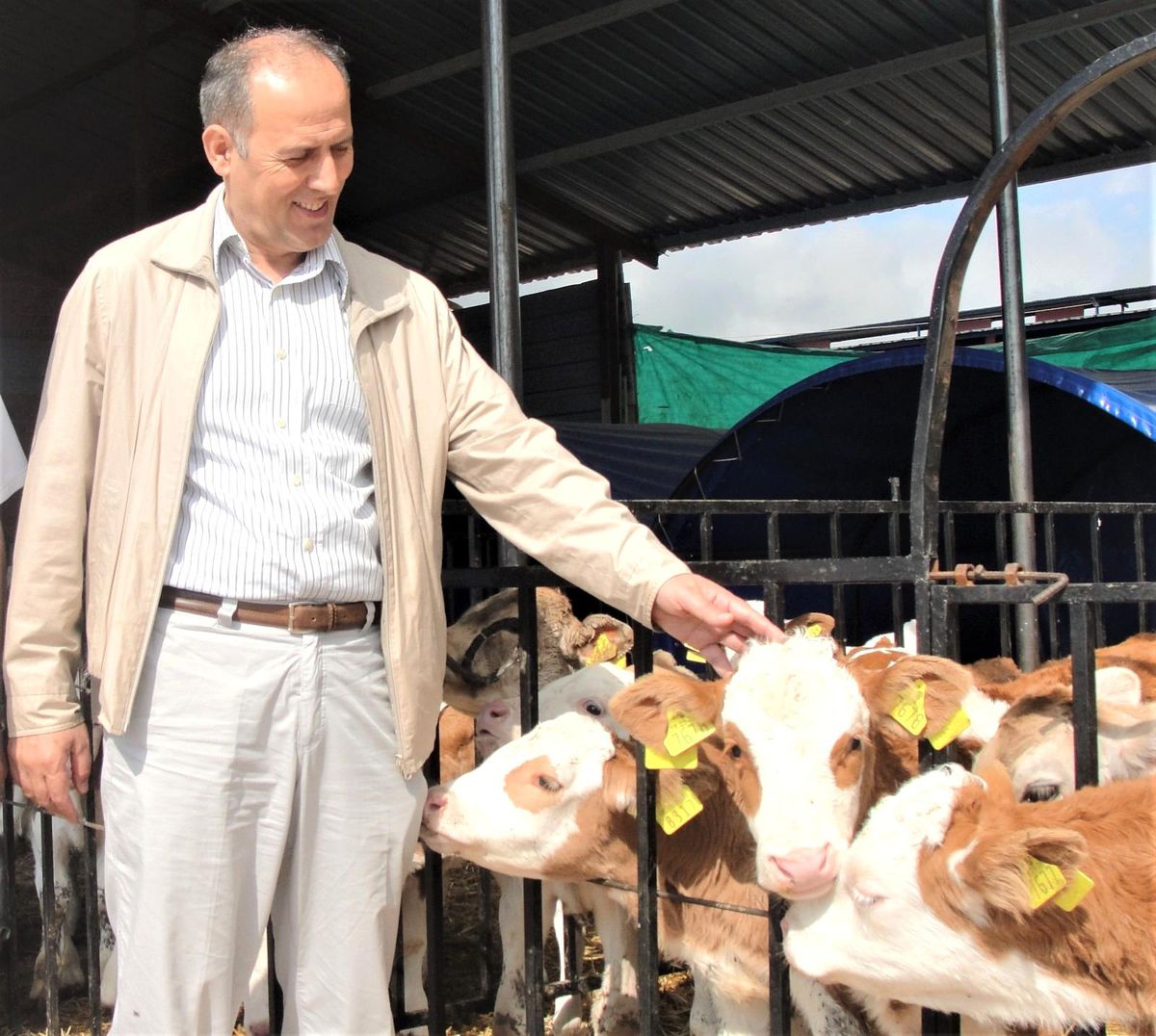 Giresun\'da 9 bin 170 buzağı yetiştiricisine 14 milyon liralık destek
