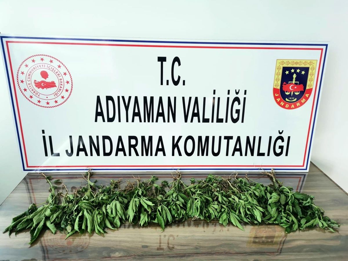 Jandarma kenevir bitkisi ele geçirdi