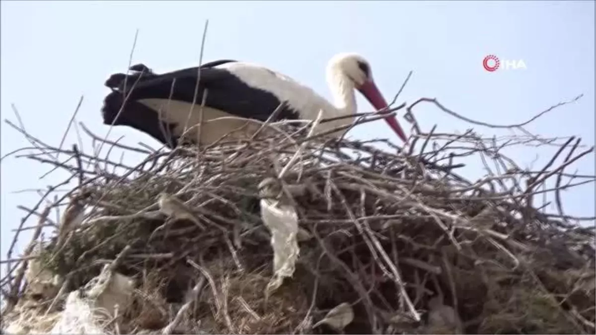 Leylekler mahalleliye rehberlik ediyor, onlar gelince verimde artıyor