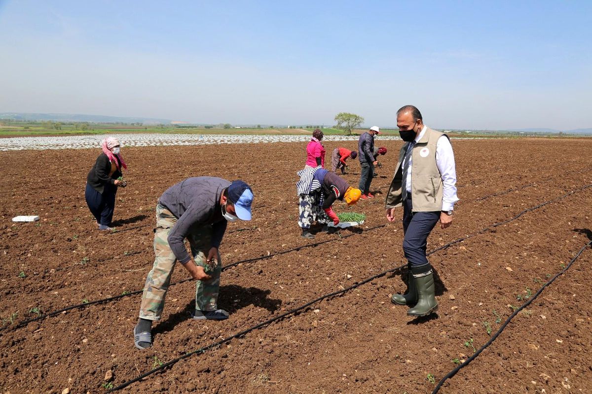 Mevsimlik tarım işçileri Bursa\'ya geldi