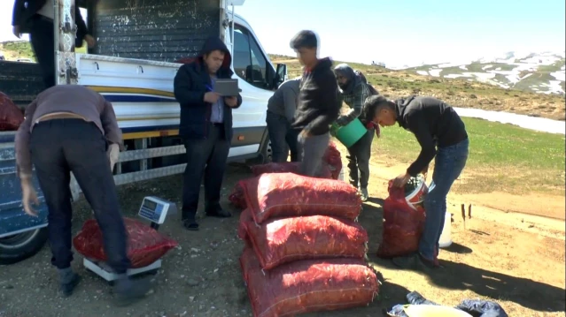 Muş'un dağlarında yetişiyor, batı illerine gönderiliyor