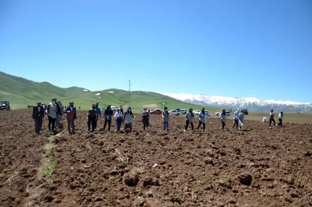 Yüksekova'da ekime kadın eli değdi