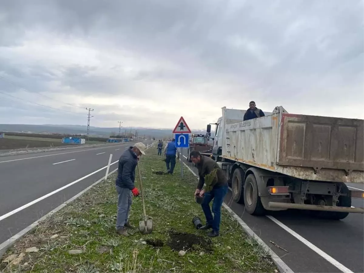 Arpaçay Belediyesi refüjleri ağaçlandıryor