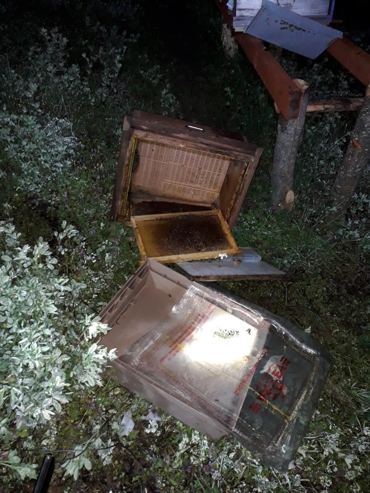 Ayılar, arı kovanlarını parçaladı