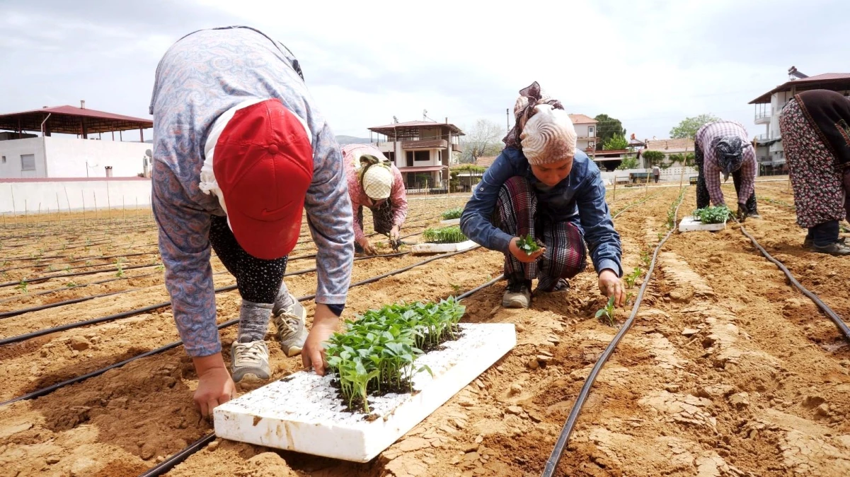 Emcelli Biberlerini, genç kuşaklar yetişmeye başladı