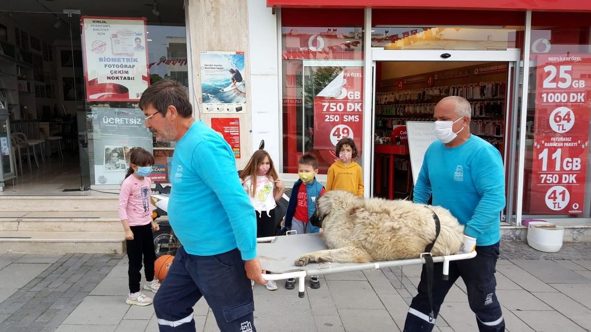 Isırılan sokak köpeği sedyeyle tedaviye götürüldü