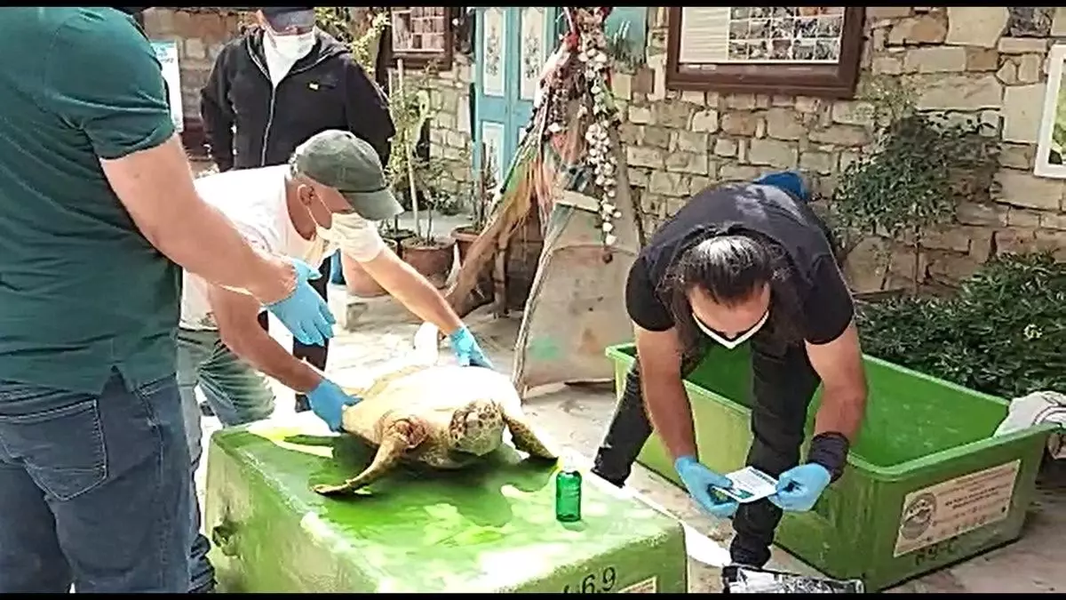 İzmir\'de silahla vurulan Caretta Caretta\'nın ilk tedavisi Kuşadası\'nda yapıldı