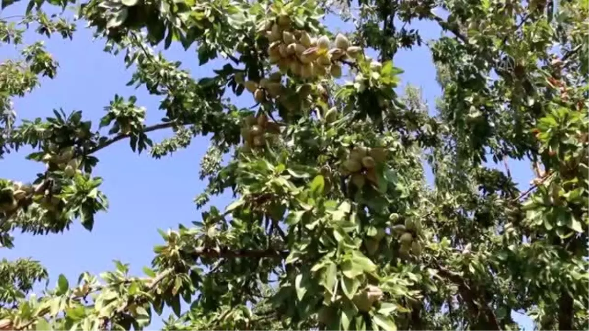 Kahta\'nın bademi, narı, bademli irmik helvası ve bulgur pilavına coğrafi işaret belgesi verildi