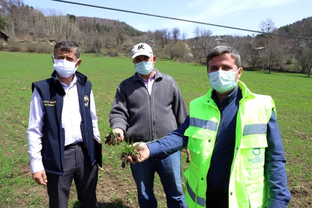 Ordu'da siyez buğdayı bereketi