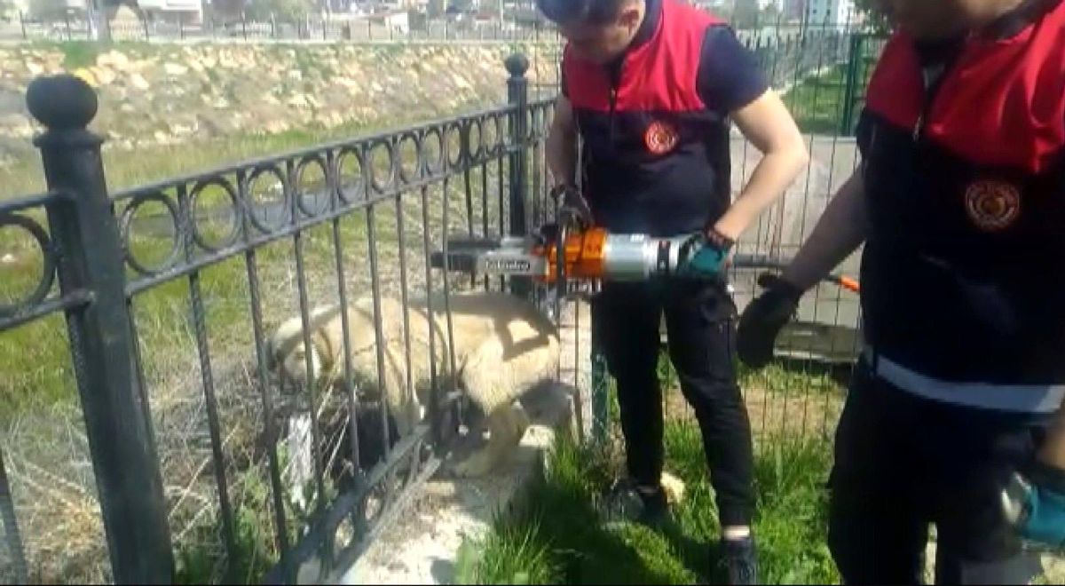 Son dakika! Parmaklıklara sıkışan köpeği itfaiye kurtardı