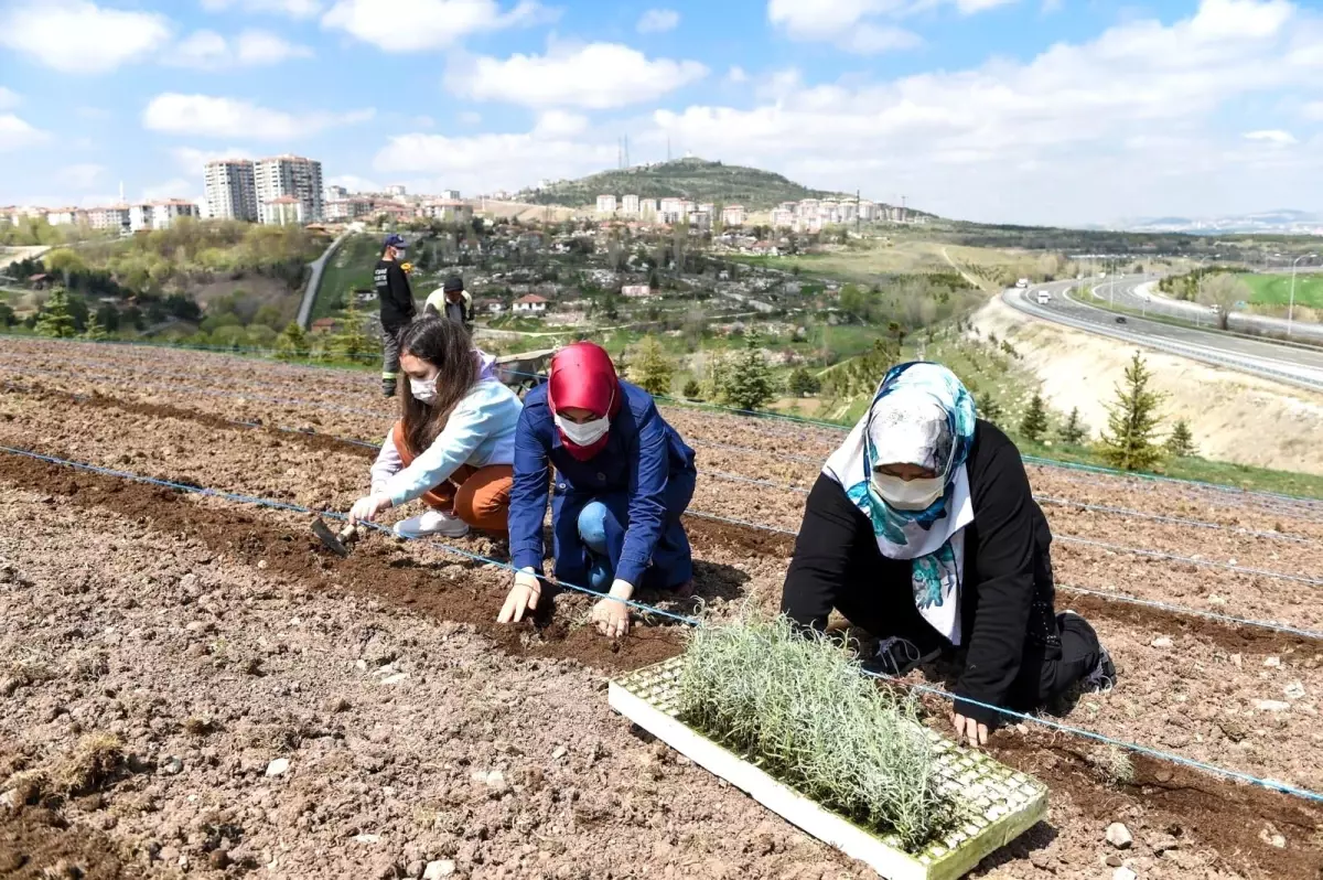 Altındağ çiçek açtı