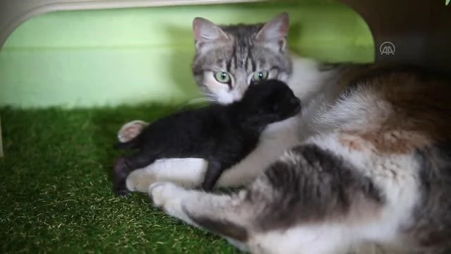 Anne kedi ile minik yavrusuna mescit yuva oldu