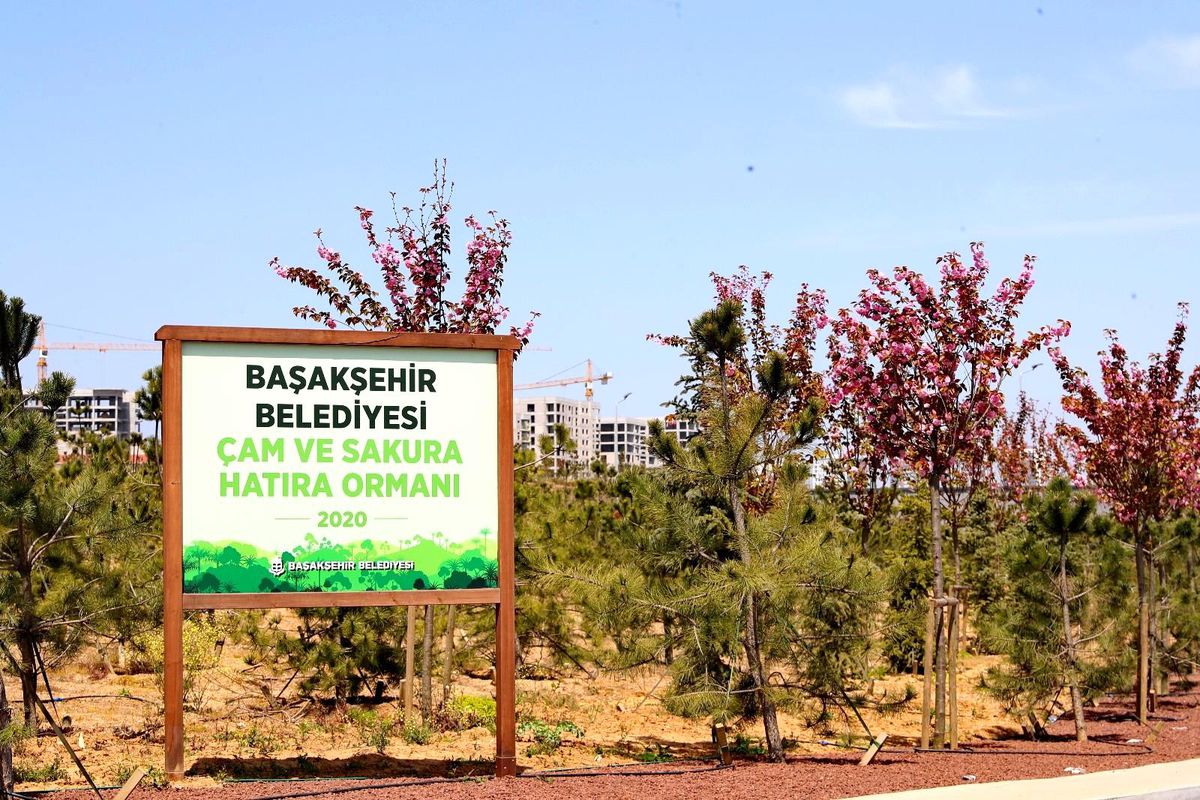 Başakşehir\'de sakura ağaçları çiçek açtı