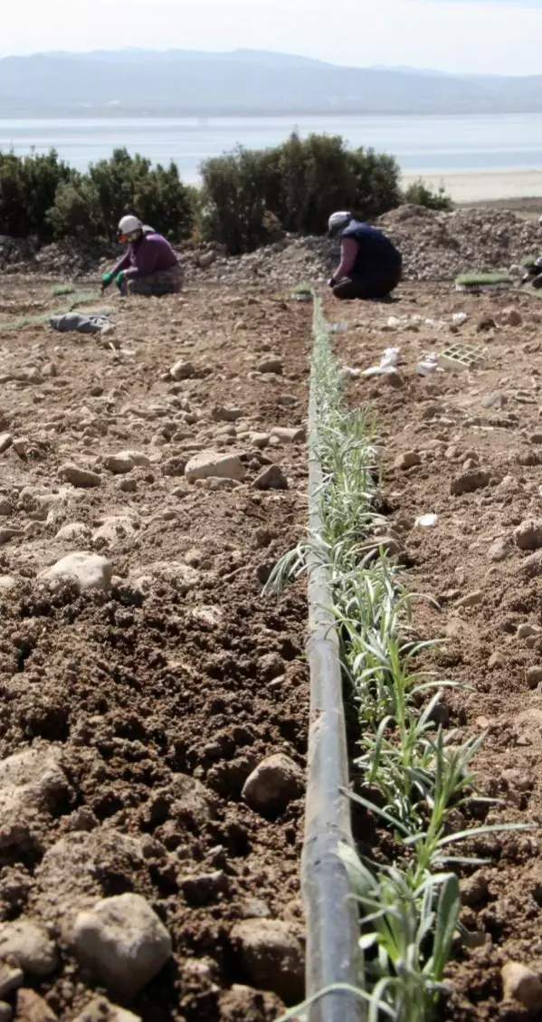 Son dakika haberleri... BURDUR GÖLÜ'NÜ 'SUSUZ TARIM' KURTARACAK