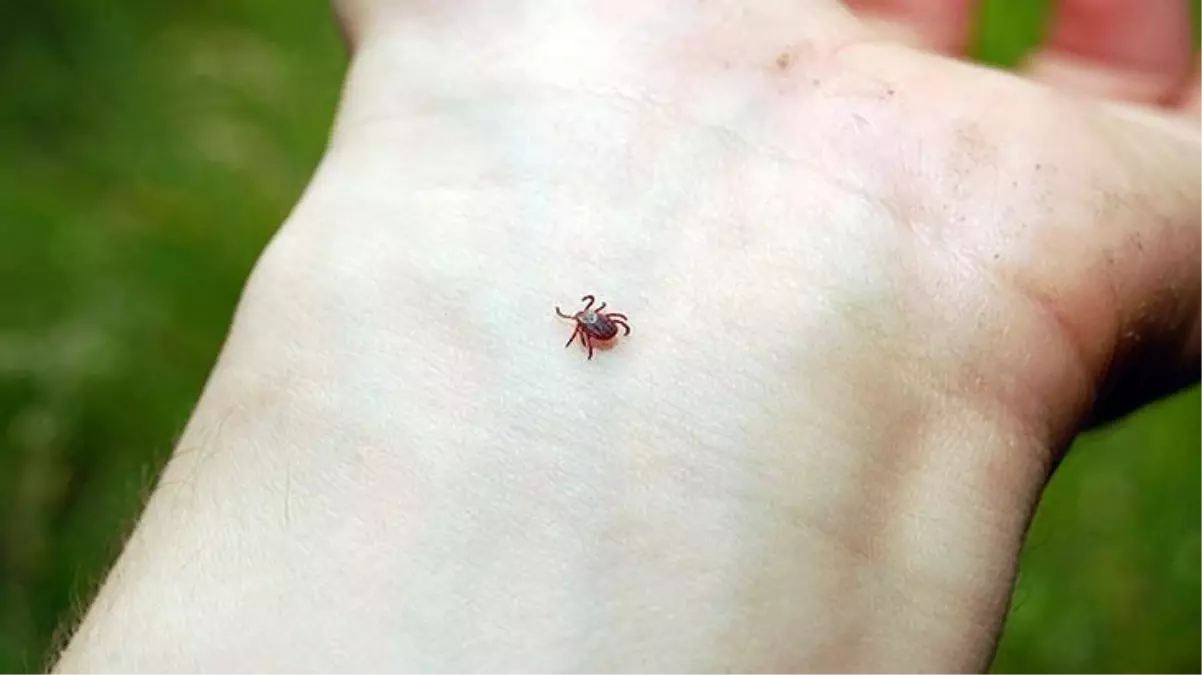 Doğu Karadeniz\'de yılın ilk kene vakası Artvin\'de yaşandı