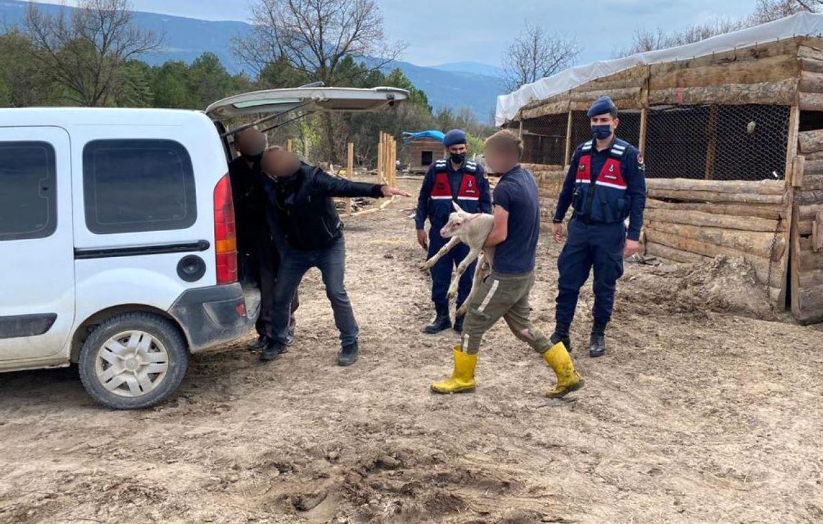 Karabük\'te hayvan hırsızlığı şüphelisi tutuklandı