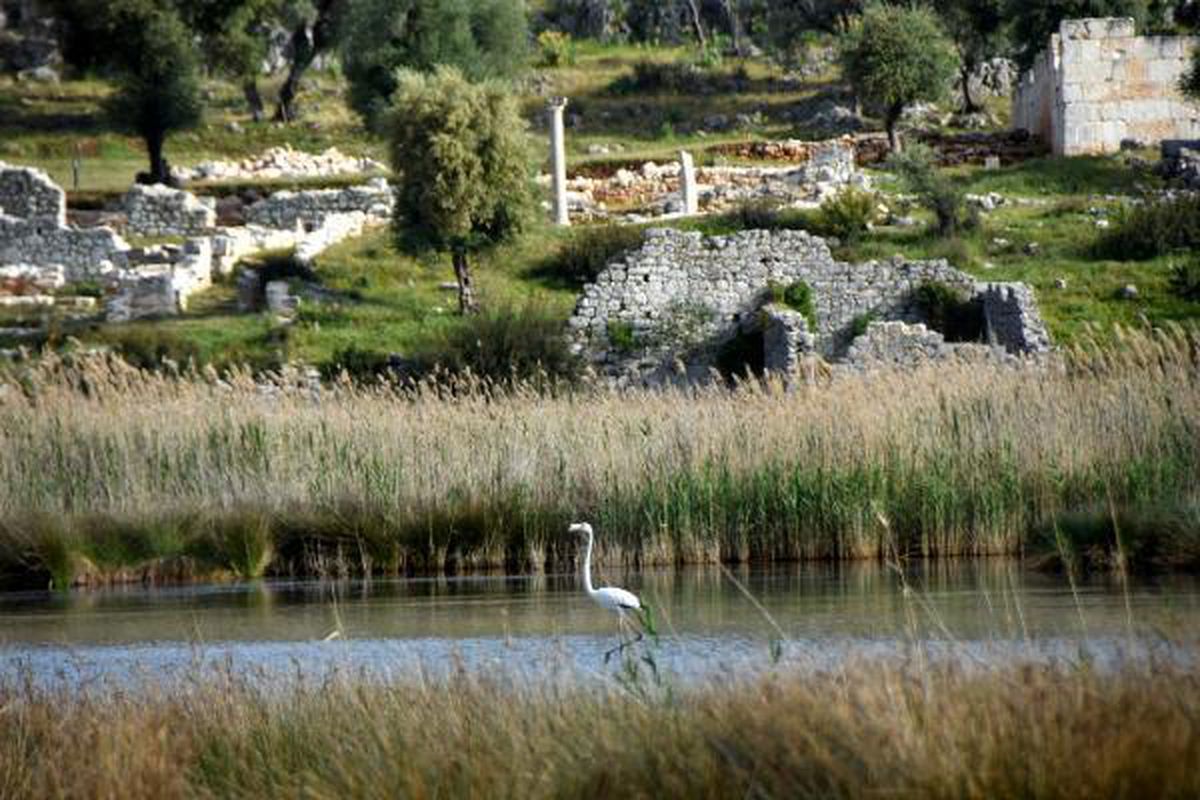Noel Baba Kuş Cenneti\'nde bu yıl 2 flamingo ayrılmadı