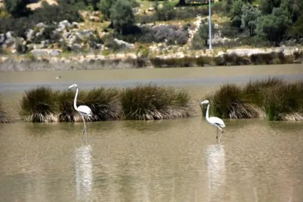 Noel Baba Kuş Cenneti'nde bu yıl 2 flamingo ayrılmadı