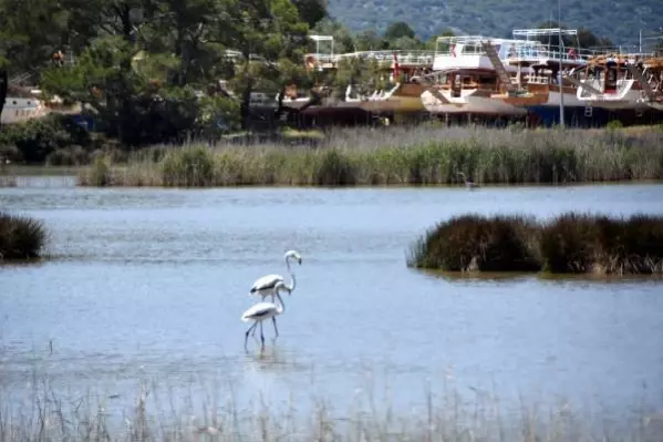 Noel Baba Kuş Cenneti'nde bu yıl 2 flamingo ayrılmadı