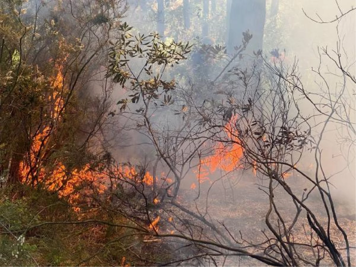 Pendik\'te mahalleli ve polis ormanda çıkan yangını söndürdü