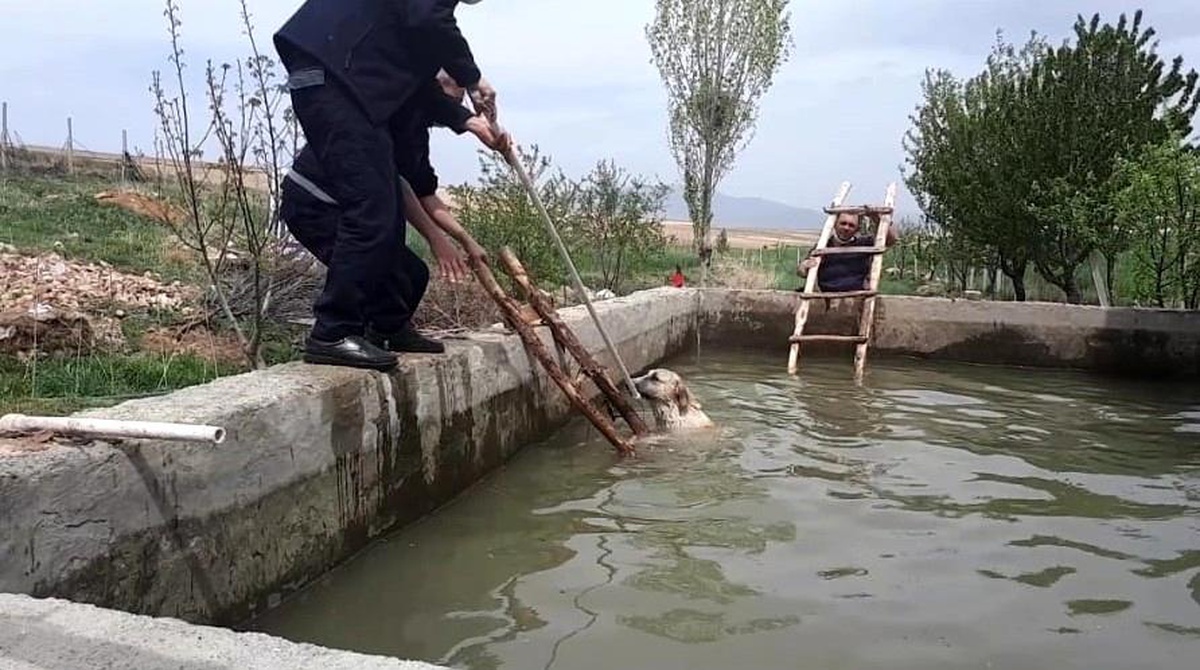 Son dakika haber | Sulama havuzuna düşen 3 köpeği itfaiye kurtardı