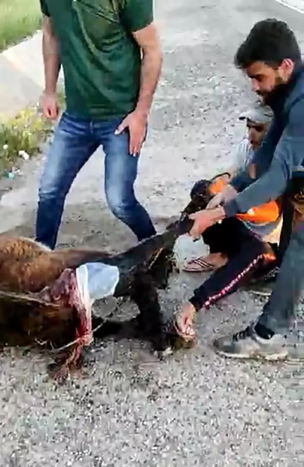 Veterineri telefonla görüntülü arayıp eşeğe doğum yaptırdı