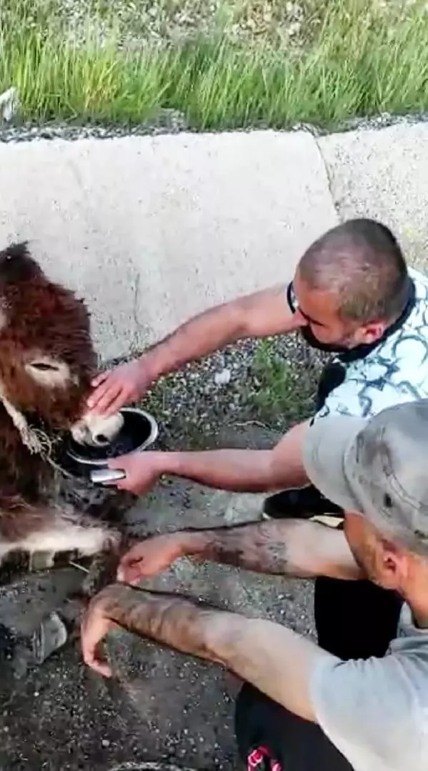 Veterineri telefonla görüntülü arayıp eşeğe doğum yaptırdı