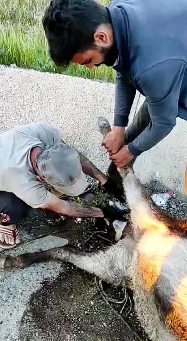 Veterineri telefonla görüntülü arayıp eşeğe doğum yaptırdı