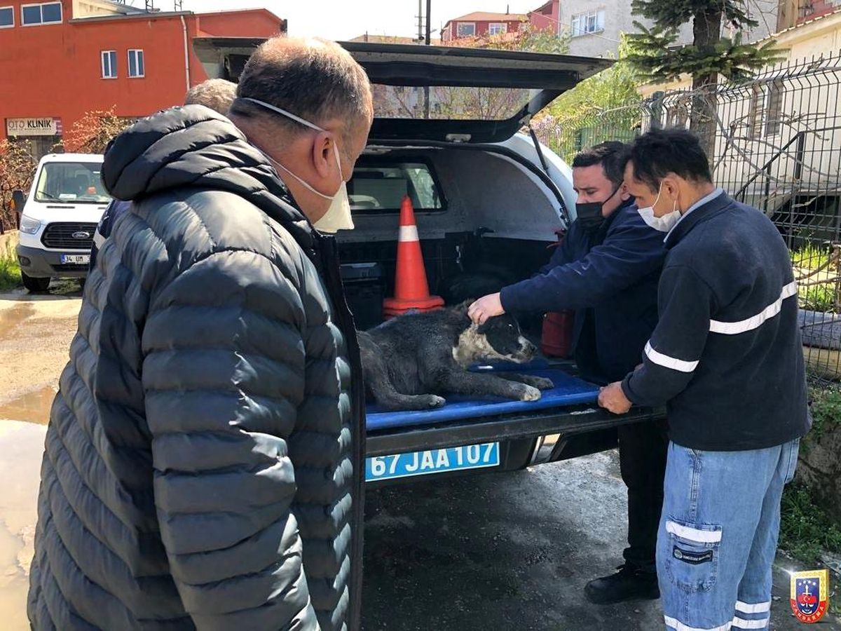 Yaralı bulunan köpeğe Jandarma şefkati