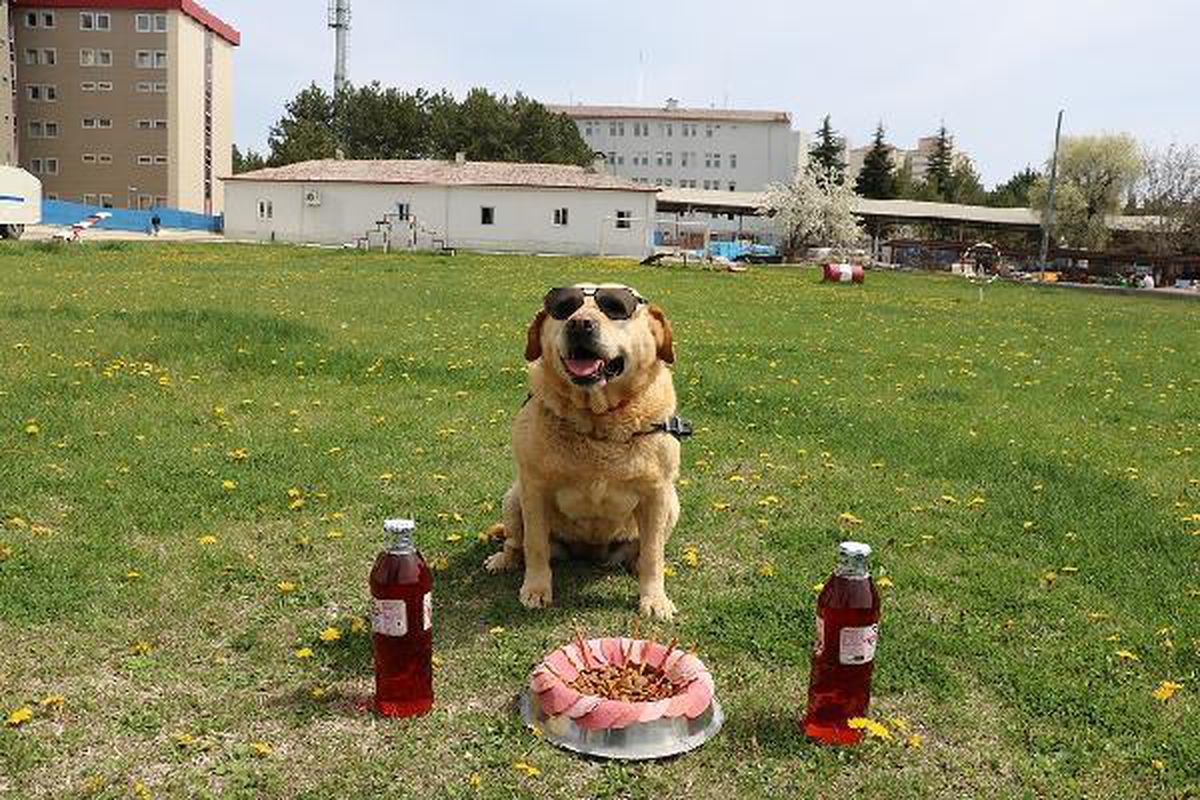 178 operasyonda görev yapan iz takip köpeği \'Hisar\' artık emekli