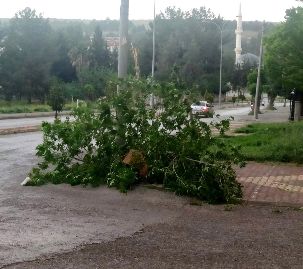 Ağaç rüzgara dayanamadı