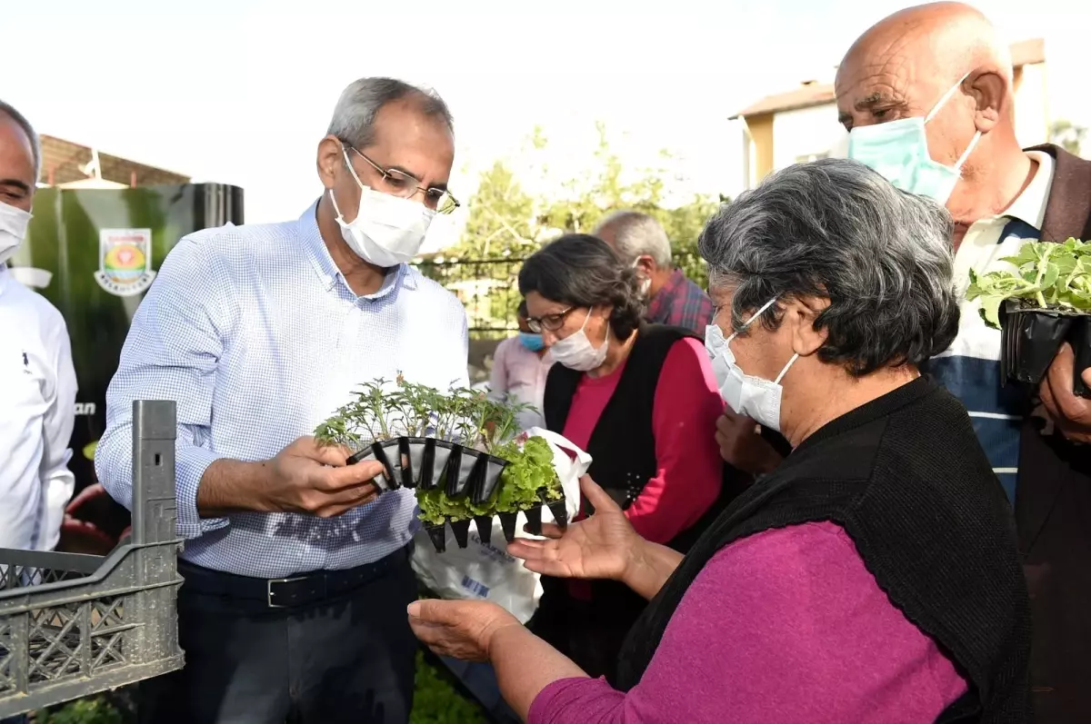 Tarsus\'ta çitçilere 300 bin fide dağıtıldı