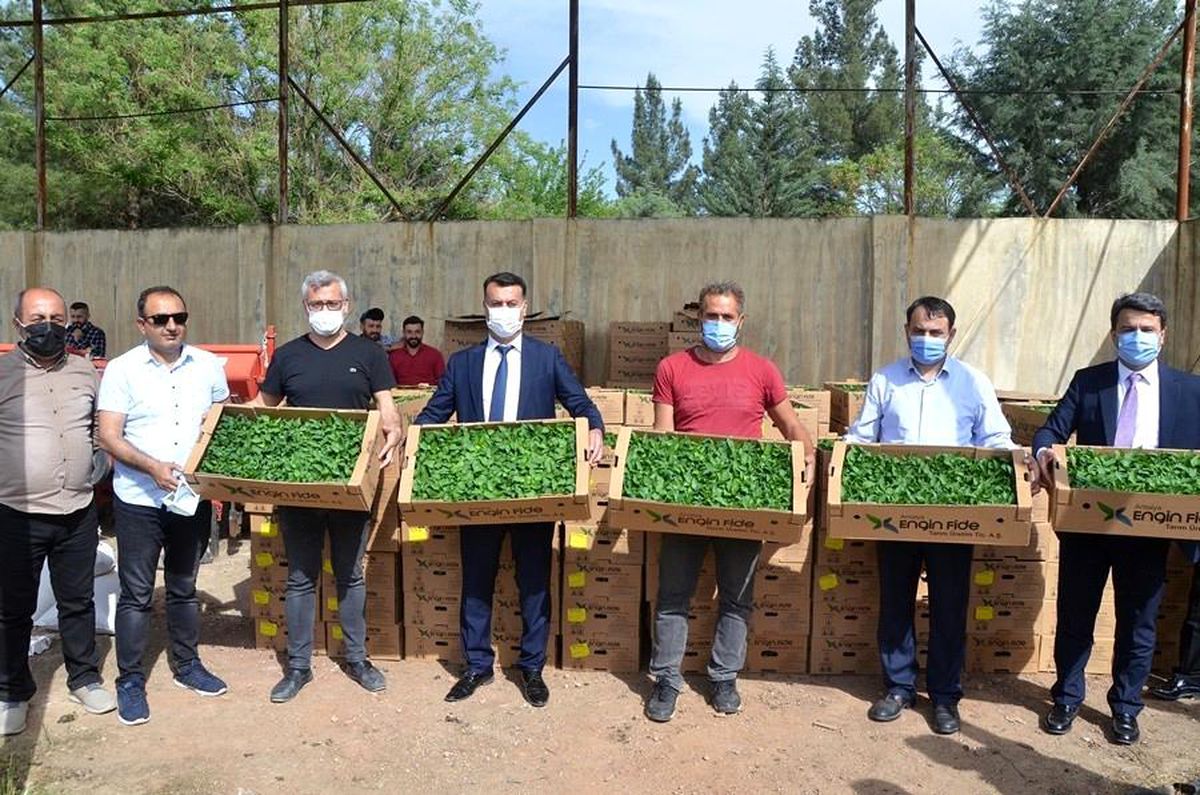 Batman\'da çiftçilere yüzde 90 hibeli biber fidesi dağıtıldı