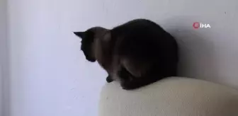 Bu otelde kediler çok rahat