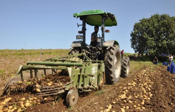Datça'da patates üretimi tam kapanmada da sürüyor