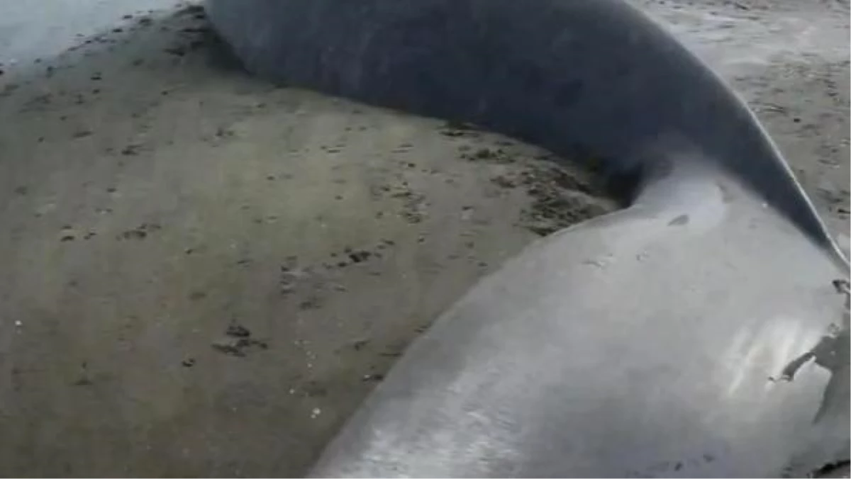 Dev Antarktika balinası Afrika kıyılarına vurdu