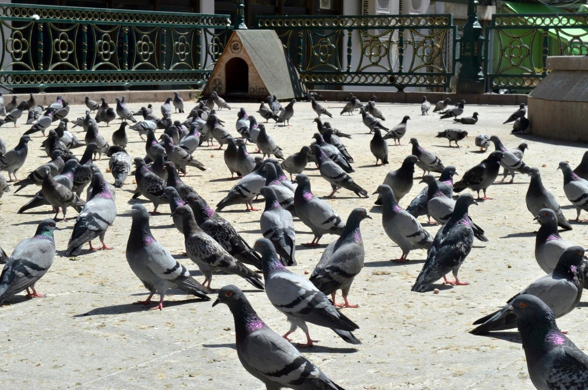 Güvercinlerin şanslısı yem buldu, şansızı aç kaldı
