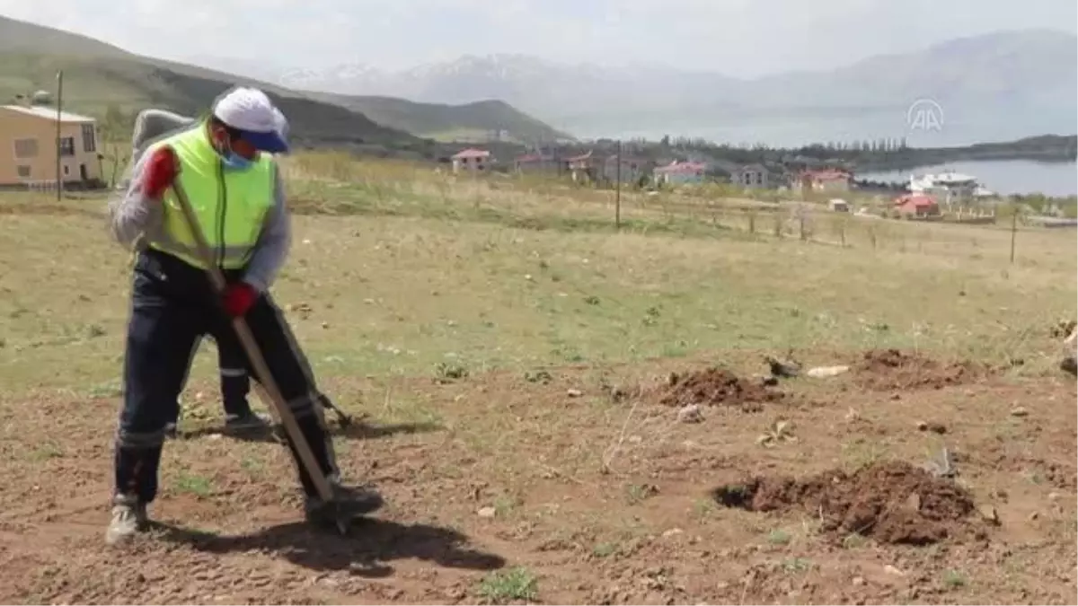 Islah edilen vahşi çöp depolama alanı ağaçlandırılıyor