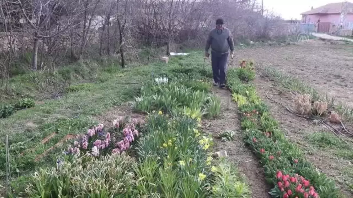Karamanlı doğasever, bahçesinde yetiştirdiği endemik bitkileri dağlara ekiyor