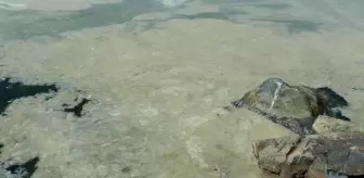 Kartal'da başlayan deniz salyası istilası Pendik sahillerine kadar geldi