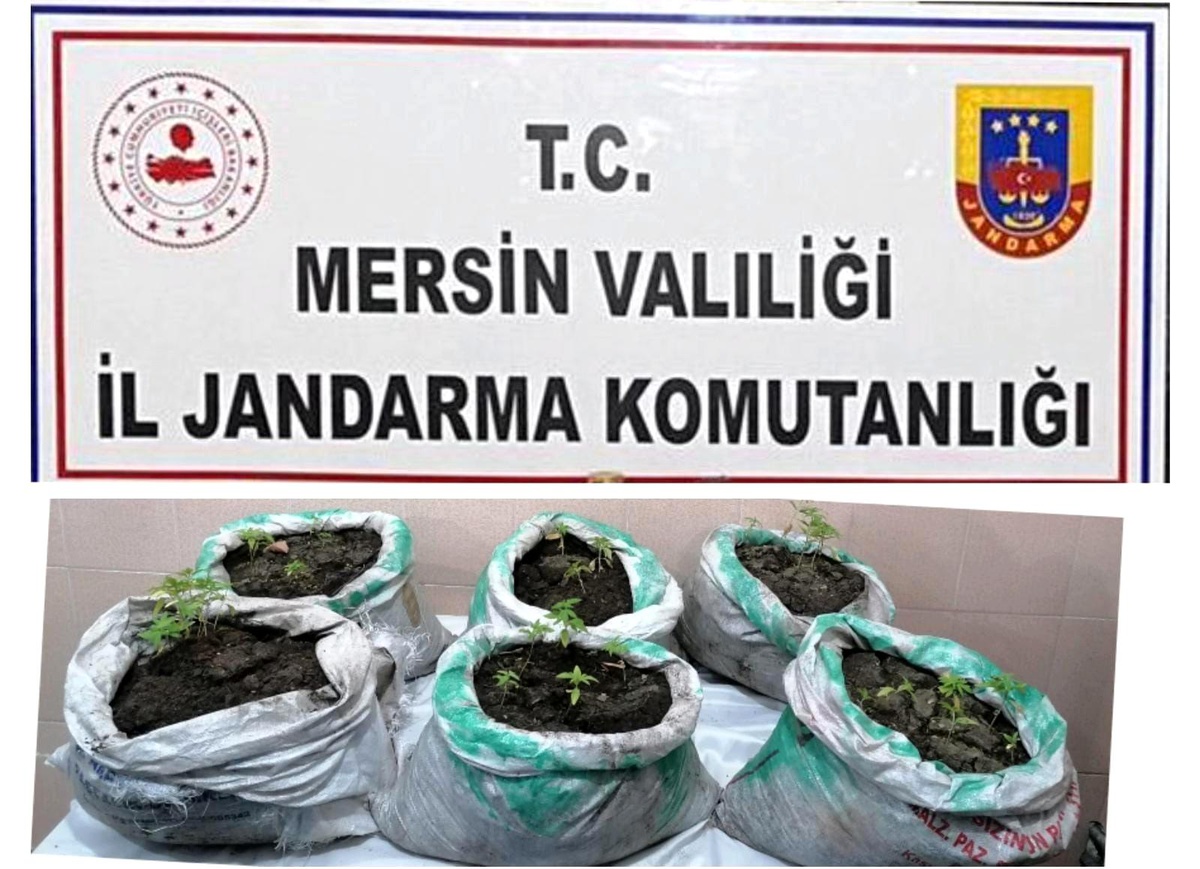 Mersin\'de kenevir yetiştiren 3 kişi gözaltına alındı