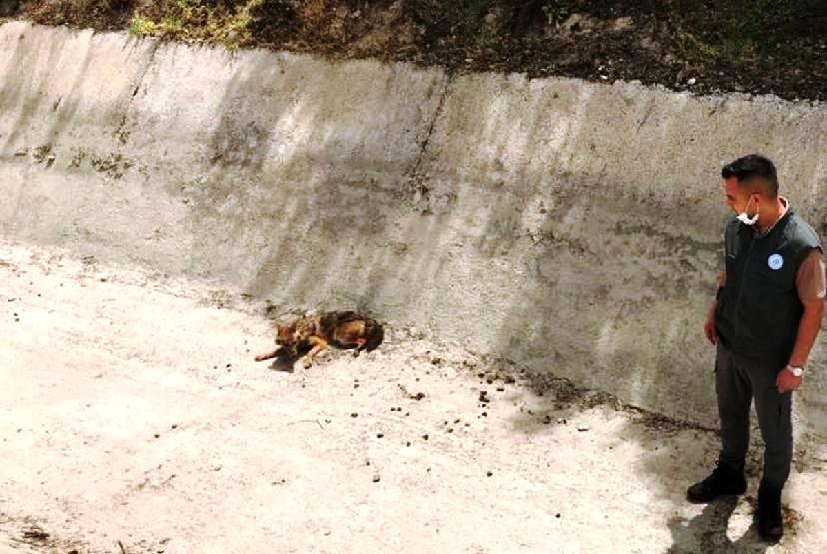 Sulama kanalında, yaralı halde bulunan Çakal, kurtarılamadı