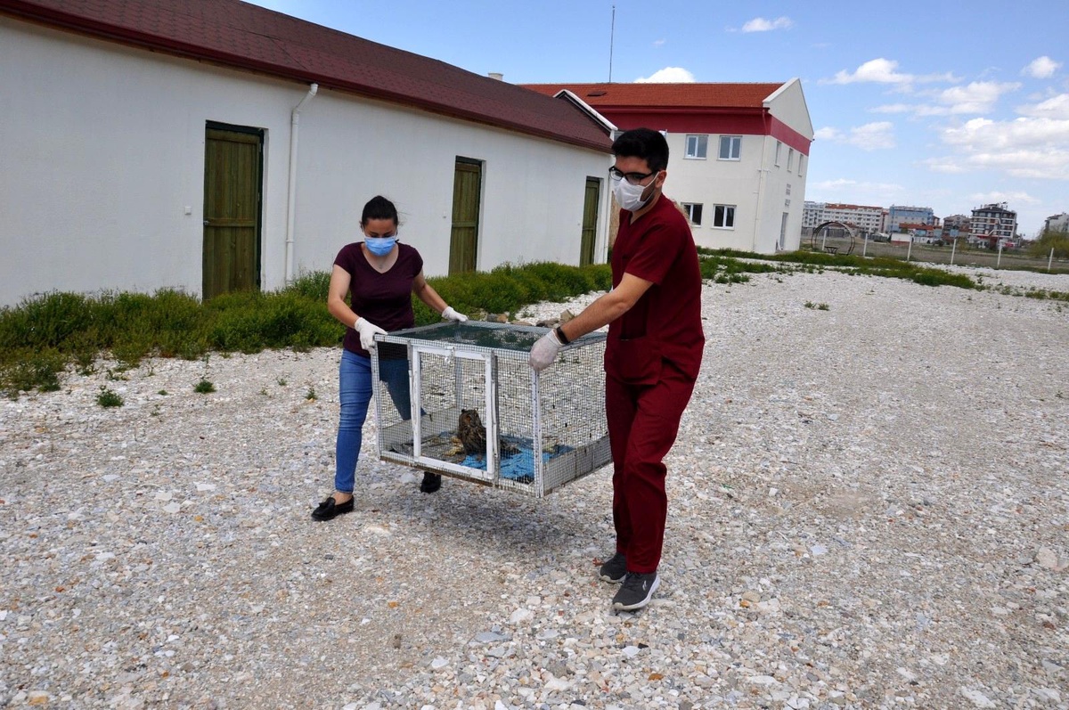 Tedavisi tamamlanan tavşan, kerkenez ve baykuş doğaya salındı