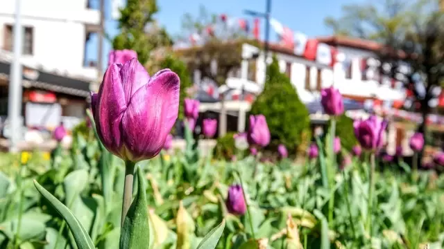 Altındağ'a rengarenk laleler - Son Dakika Altındağ'a rengarenk laleler - Son Dakika