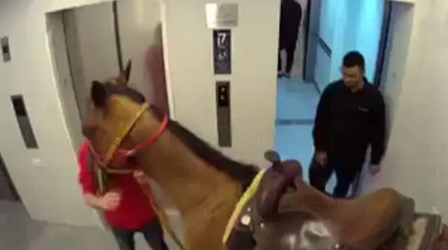 Atını asansörle lüks apartmanın üst katına çıkardı, ifadesi olaydan daha vahim Atını asansörle lüks apartmanın üst katına çıkardı, ifadesi olaydan daha vahim
