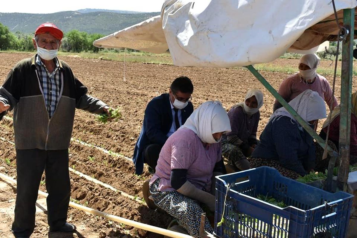 Aydın\'da tarım işçileri 1 Mayıs\'ı çalışarak geçirdi
